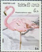 Красный фламинго (Phoenicopterus ruber)