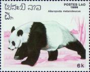 Большая панда (Ailuropoda melanoleuca)