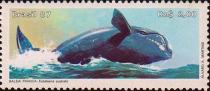 Южный кит (Eubalaena australis)