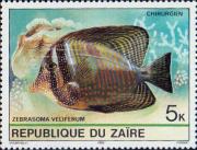 Зебрасома парусная (Zebrasoma veliferum)