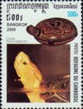 Желтополосая коробчатая черепаха (Cuora flavomarginata)