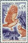 Обыкновенная сипуха (Tyto alba)