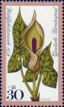 Аронник пятнистый (Arum maculatum)