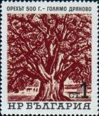 500-летнее ореховое дерево в селении Большое Дряново