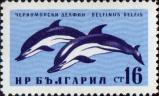 Дельфин-белобочка (Delphinus delphis)