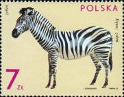 Горная зебра (Equus zebra zebra)