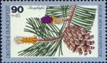 Сосна стланиковая европейская (Pinus mugo)