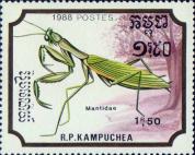 Обыкновенный богомол (Mantis religiosa)