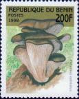 Вёшенка обыкновенная (Pleurotus ostreatus)