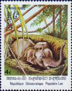 Азиатский слон (Elephas maximus)
