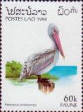Серый пеликан (Pelecanus philippensis)