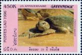 Зеленая черепаха (Chelonia agassizii)