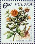 Календула лекарственная (Calendula officinalis)