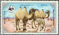 Двугорбый верблюд (Camelus bactrianus)