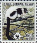 Лемур вари (Lemur variegatus)
