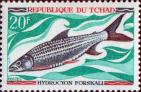 Тигровая рыба (Hydrocyon forskali)