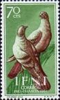 Сизый голубь (Columba livia)