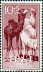 Одногорбый верблюд (Camelus dromedarius)