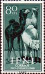 Одногорбый верблюд (Camelus dromedarius)