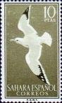 Серебристая чайка (Larus argentatus) 