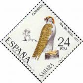 Средиземноморский сокол (Falco biarmicus) 