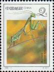 Китайский богомол (Tenodera sinensis)