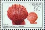 Китайский морской гребешок (Chlamys farreri)