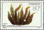 Ламинария японская (Laminaria japonica)