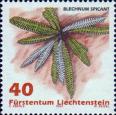 Дербянка колосистая (Blechnum spicant)