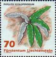 Костенец сколопендровый (Asplenium scolopendrium)