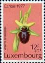 Офрис паукообразный (Ophrys sphegodes)