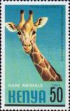 Сетчатый жираф (Giraffa camelopardalis reticulata)