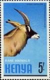 Лошадиная антилопа (Hippotragus equinus)