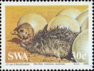 Южноафриканский страус (Struthio camelus australis)