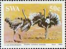 Южноафриканский страус (Struthio camelus australis)