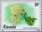 Pavetta Rwandensis