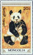 Большая панда (Ailuropoda melanoleuca)