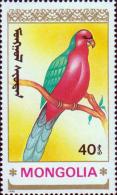Королевский попугай (Alisterus scapularis)