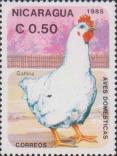 Курица (Gallus gallus domesticus)