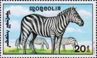 Бурчеллова зебра (Equus quagga burchellii)