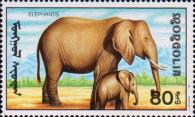 Саванный слон (Loxodonta africana)