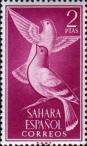 Сизый голубь (Columba livia)