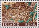 Гнездо тундряной куропатки (Lagopus muta)