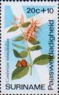 Комбретум круглолистный (Combretum rotundifolium)