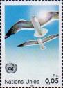 Серебристая чайка (Larus argentatus)