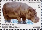 Обыкновенный бегемот (Hippopotamus amphibius)