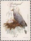 Серебристошейный голубь (Columba trocaz)