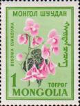 Бегония большая (Begonia grandis)