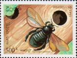 Пчела-плотник фиолетовая (Xylocopa violacea)