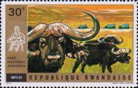 Африканский буйвол (African buffalo)